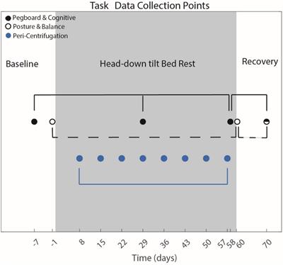 The Effects of 30 Minutes of Artificial Gravity on Cognitive and Sensorimotor Performance in a <mark class="highlighted">Spaceflight Analog</mark> Environment